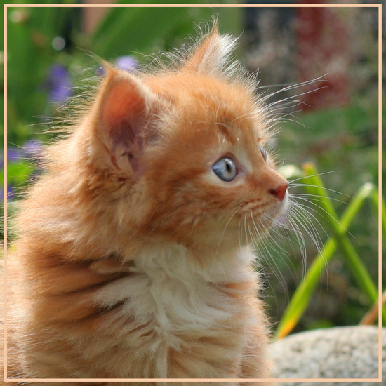 Соня котенок Соня