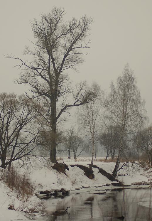 Сырое дыхание весны деревья,сырость
