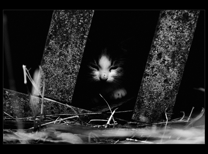 котейка 
