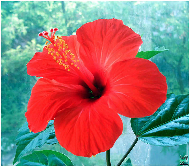 Red flower (3) китайская роза