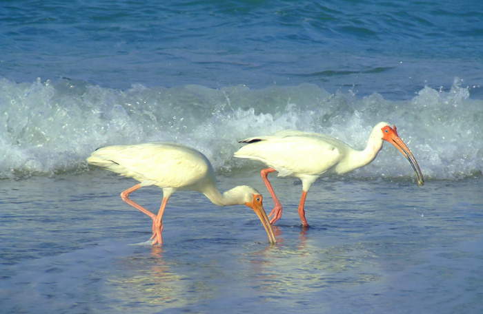 белые ибисы ибисы, пляж, Florida