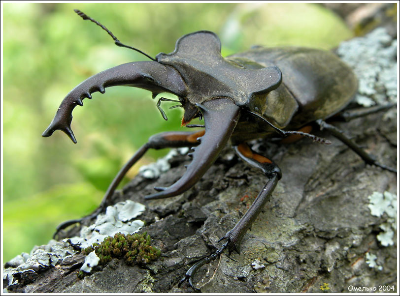 Рыцарь рогач Дыбовского Lucanus makulifemoratus dybowskyi