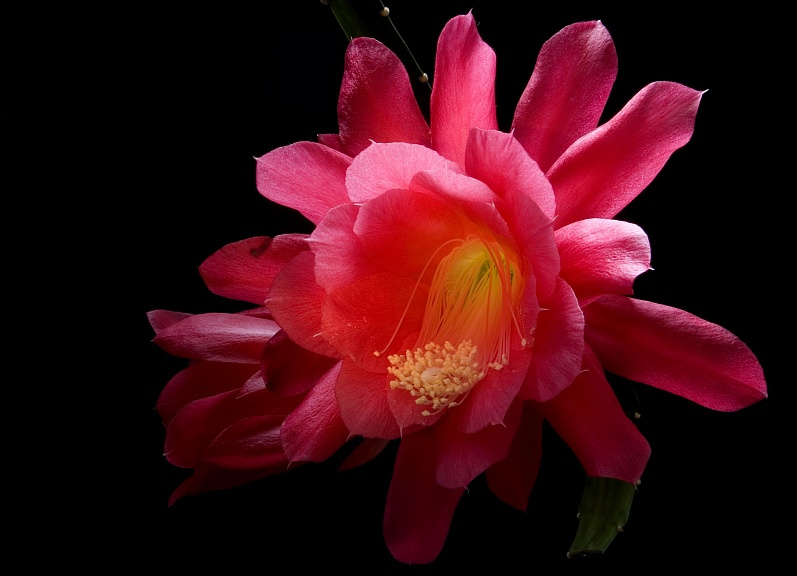 Эпифиллиум кактус цветок Epiphyllum Эпифиллиум