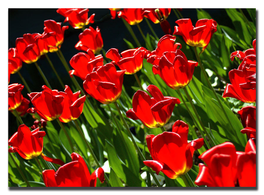 Открытка Весны тулипан, tulip