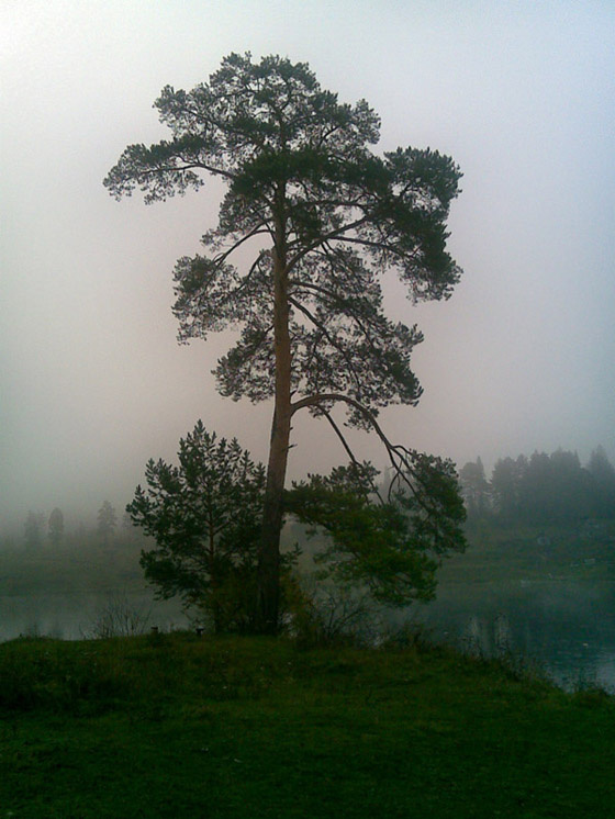 ... и тишина Дерево, утро, туман, тишина