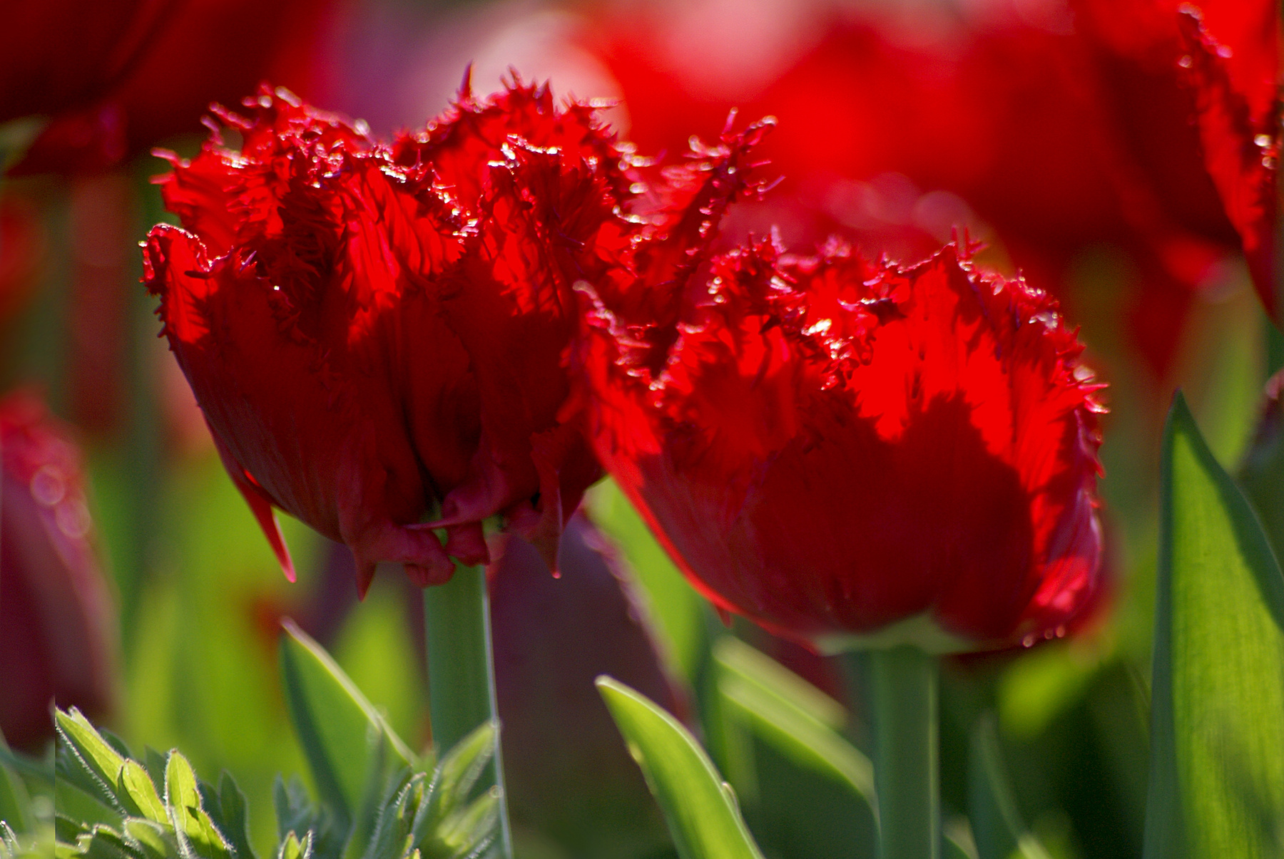 Весенние грёзы цветы тюльпаны природа весна май тюльпан tulips