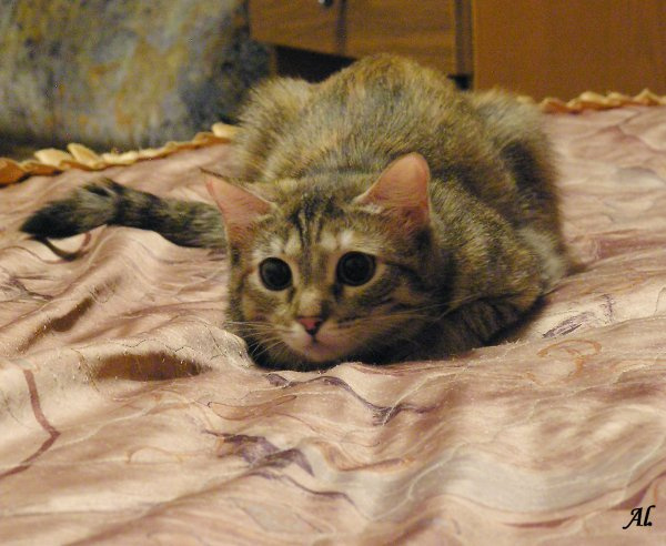 маленькая охотница кошка
