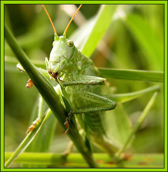 кузнечик кузнечик