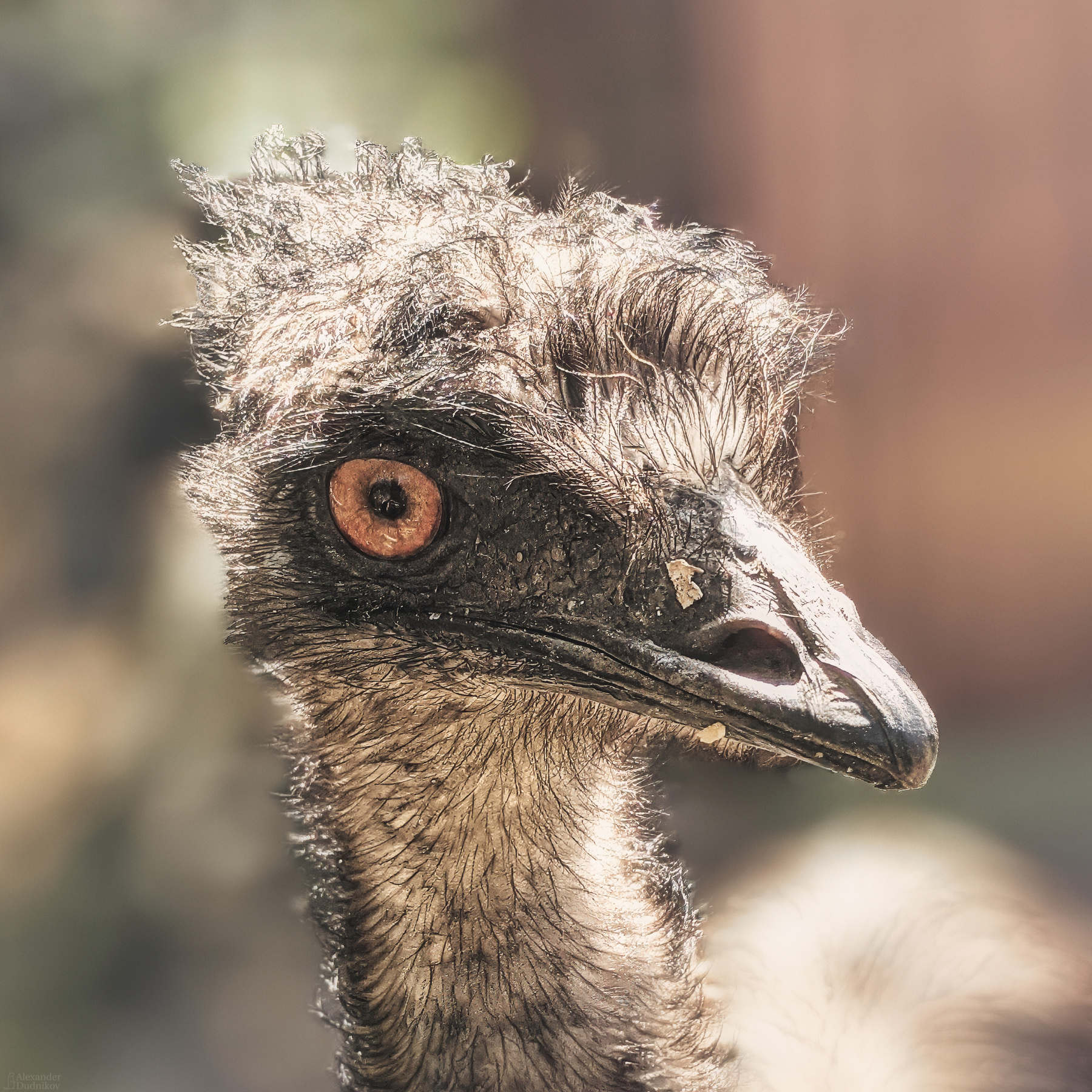 *** эму птицы животные портрет животного мобильная фотография animals birds animal portrait mobile photography