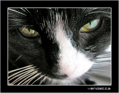 cat 