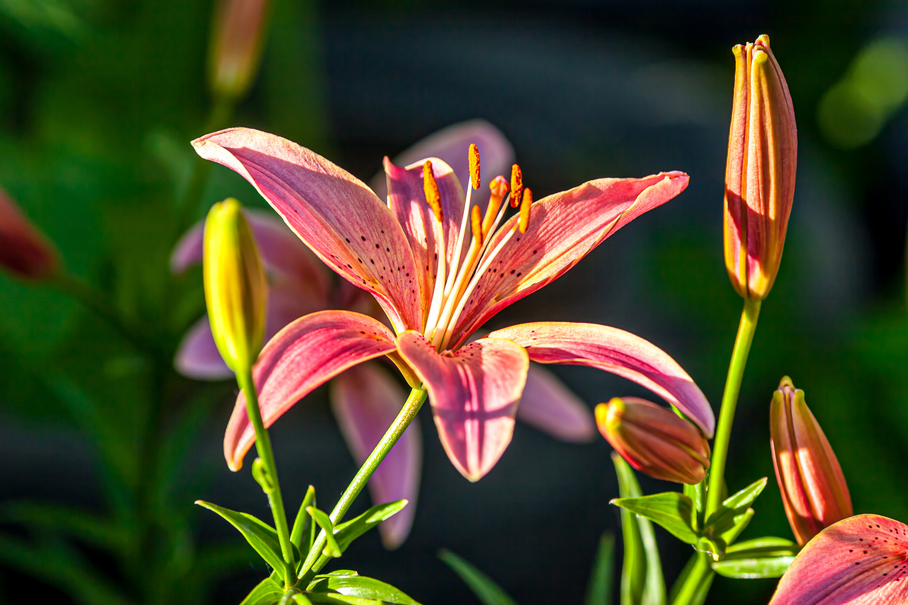 Tiger Lily Цветы