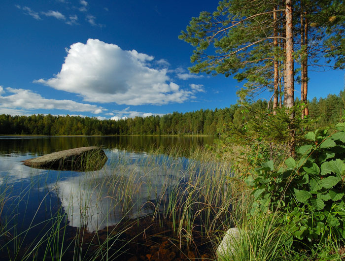 озеро озеро сосны облако вода