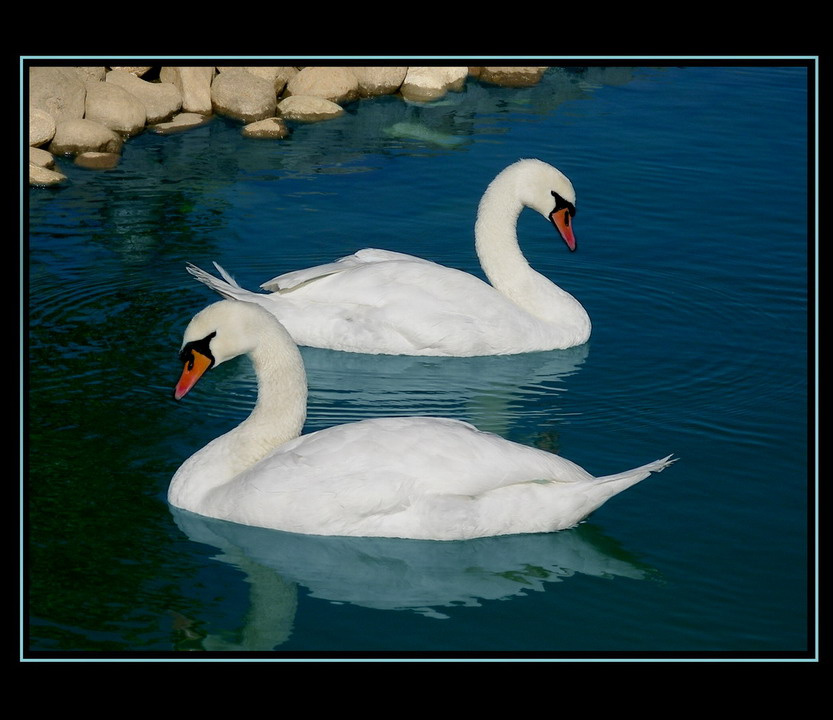lebedinnaya pesnia lebedi,park