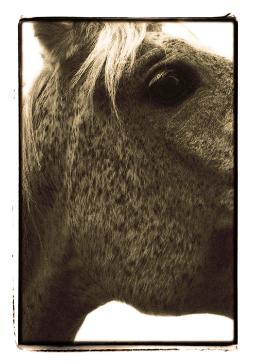 horse horse