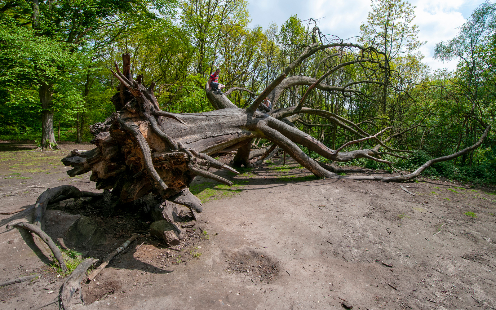 На дереве (2) Лондон Hampstead_Heath Хэмстенд-Хит дерево