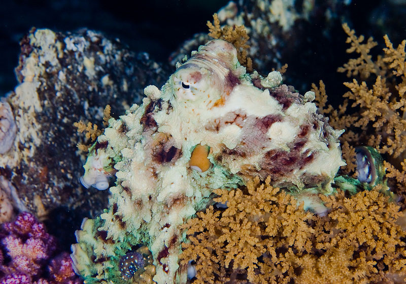 осьминог octopus red sea