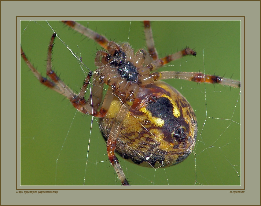 Крестовик ( 3 ) Паук Крестовик Araneidae