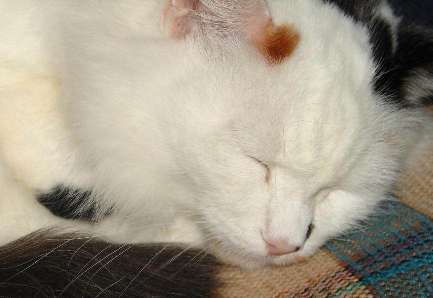 Маргоша кошка