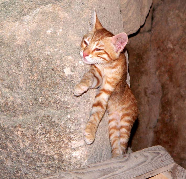 Как же меня плющит! кошка