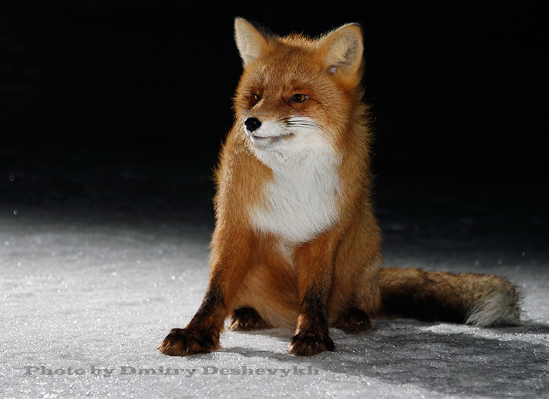 Лис полярной ночью. red fox wildlife Arctic,Kolguev Island Barents Sea Russia