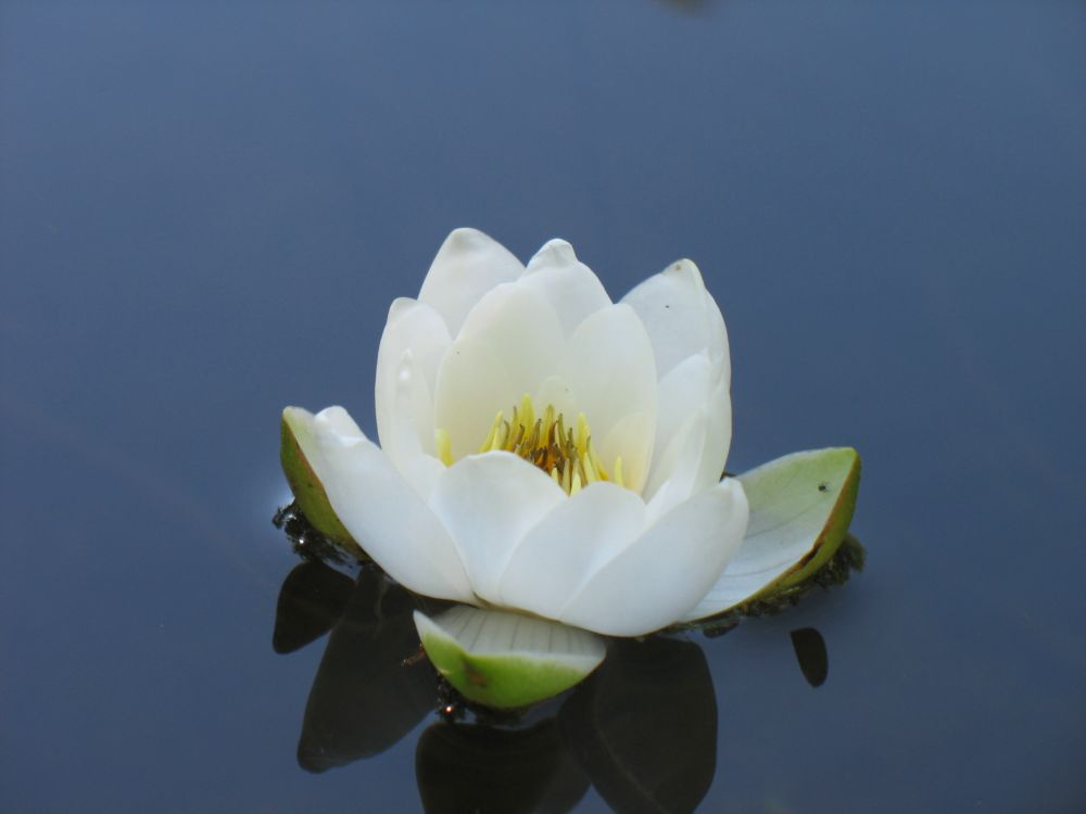 lily lily