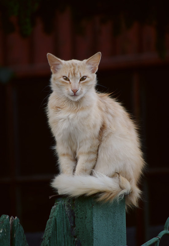 не шалю, никому не мешаю... кошка на заборе