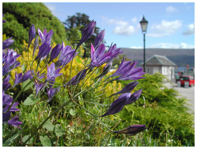 Loch Lomond шотландия écosse Loch Lomond цветы fleurs