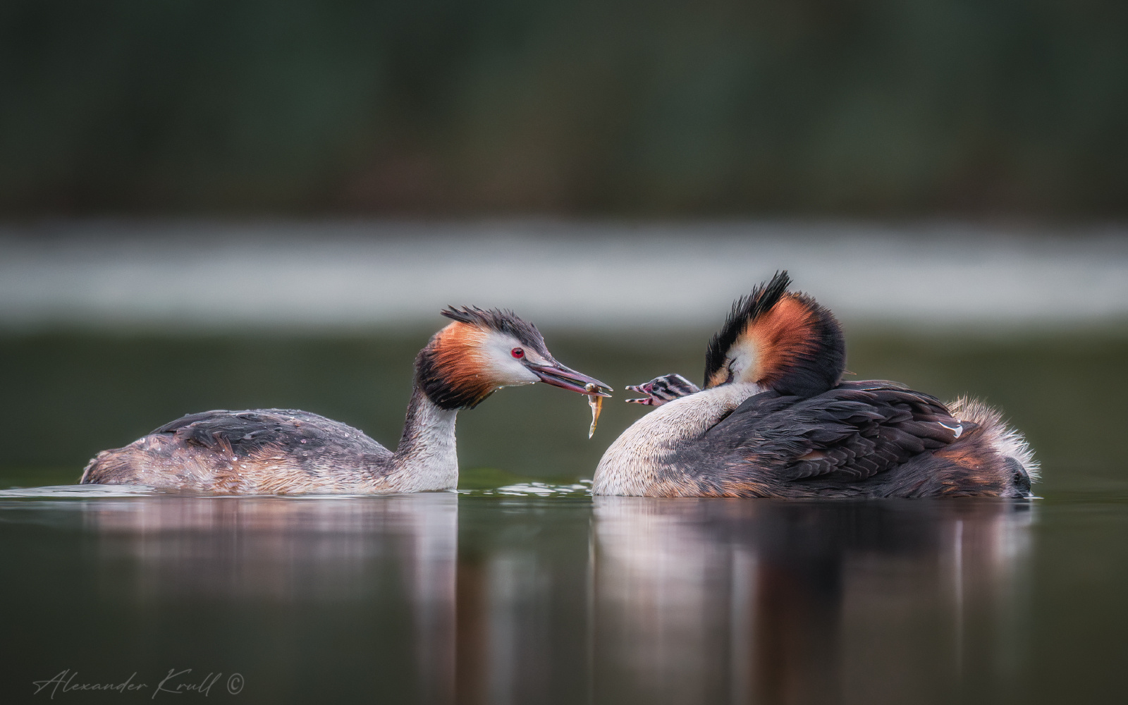 Рыбка на обед чомга поганка большая podiceps cristatus фотоохота