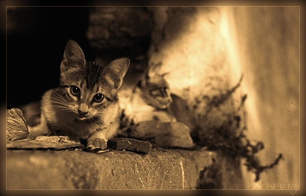 Про любопытного кота ночь, кот