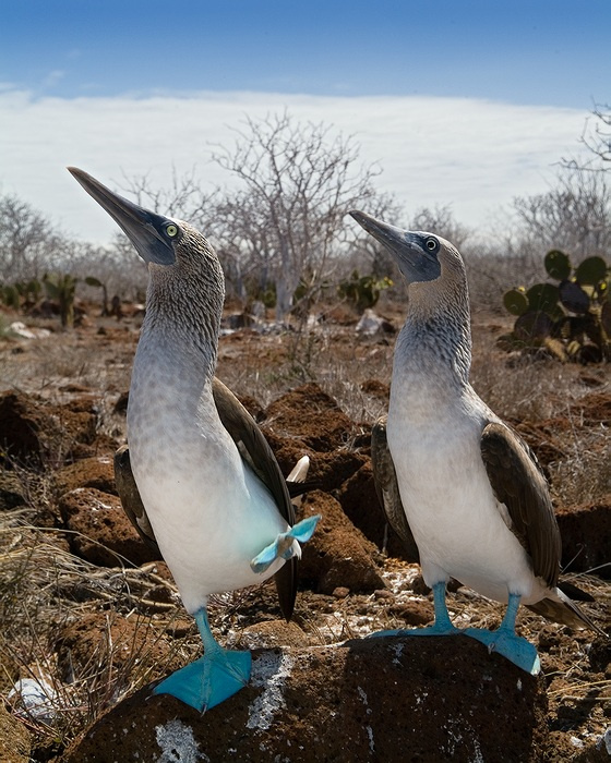 Привет с Галапагосов. синеногий олуша blue footed boobie птица галапагосы эквадор привет