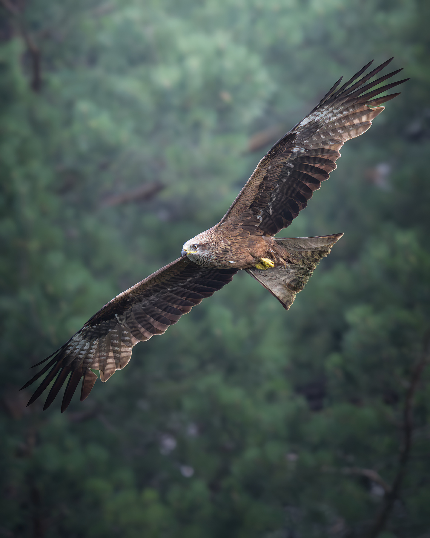 Черный коршун (Milvus migrans) 