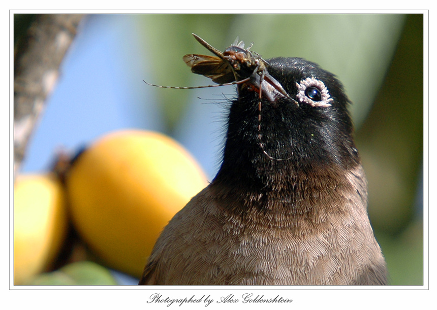 Бюльбюль. White-spectacled-Bulbul, (Pycnonotus-xanthopygos)
