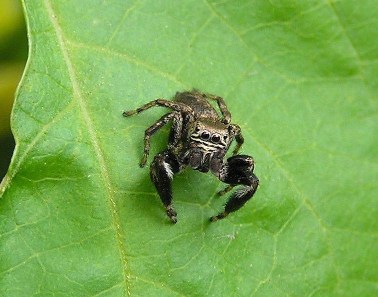 Скакунчик кривоногий (Evarcha arcuata) самец паук-скакунчик Скакунчик кривоногий Evarcha arcuata самец