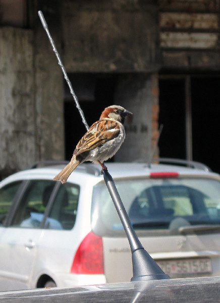 A vetki njet 