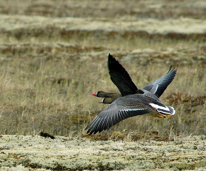 В улет Белолобый гусь, Anser albifrons, Greater White-fronted Goose, Tobseda, Barents Sea, Arctic