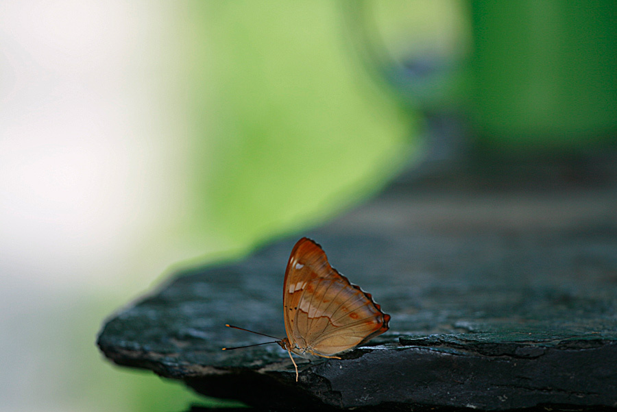  рано еще Butterfly