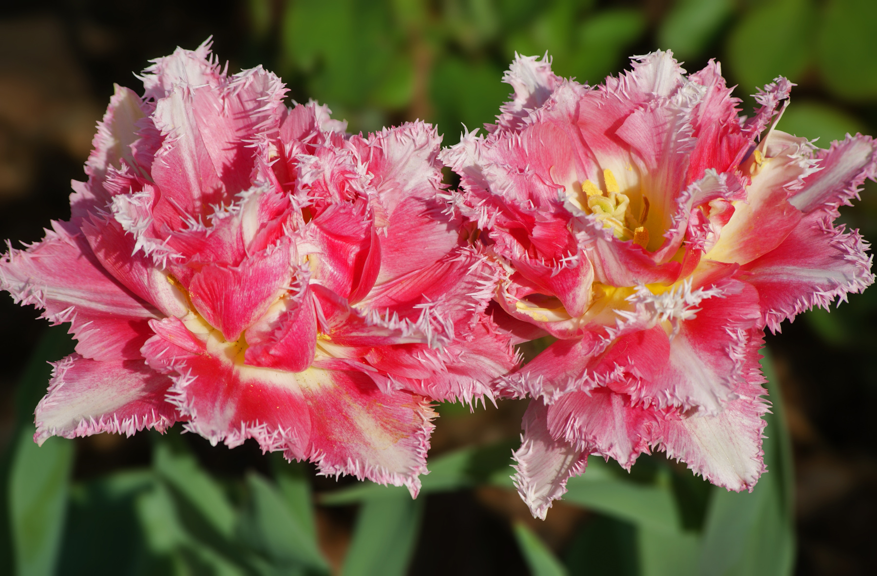 Звёздный дуэт цветы природа весна тюльпан tulips тюльпаны май