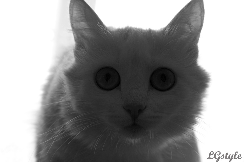 Кошка кошка