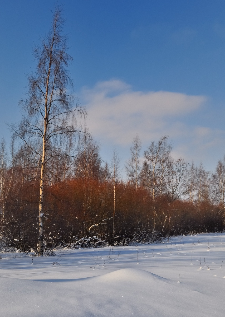 Березки. Зима береза (Betula) зима Хельсинки birch winter Helsinki