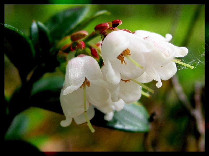 Из серии \"Это только цветочки\". Брусника. Брусника, весна