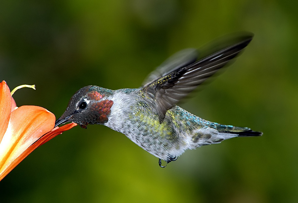 И опять колибри Колибри Анны, Calypte anna, Anna’s Hummingbird, Los Angeles, California