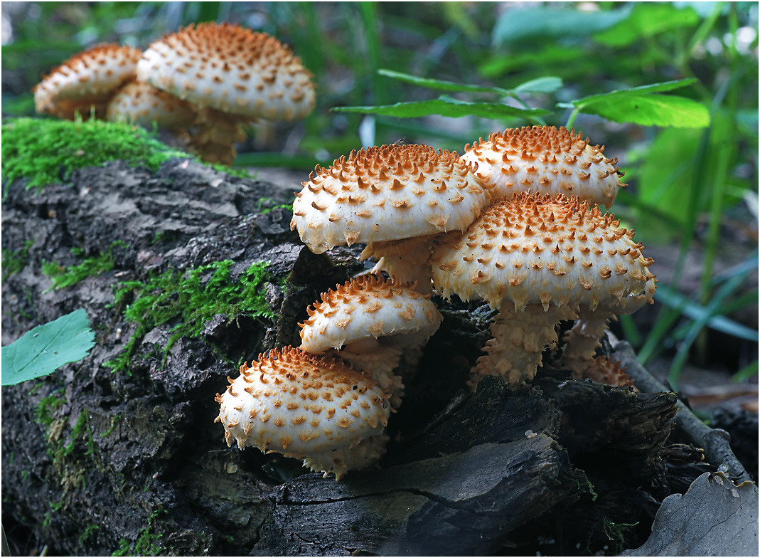 Pholiota squarrosa - Чешуйчатка обыкновенная. Pholiota squarrosa гриб Чешуйчатка обыкновенная.