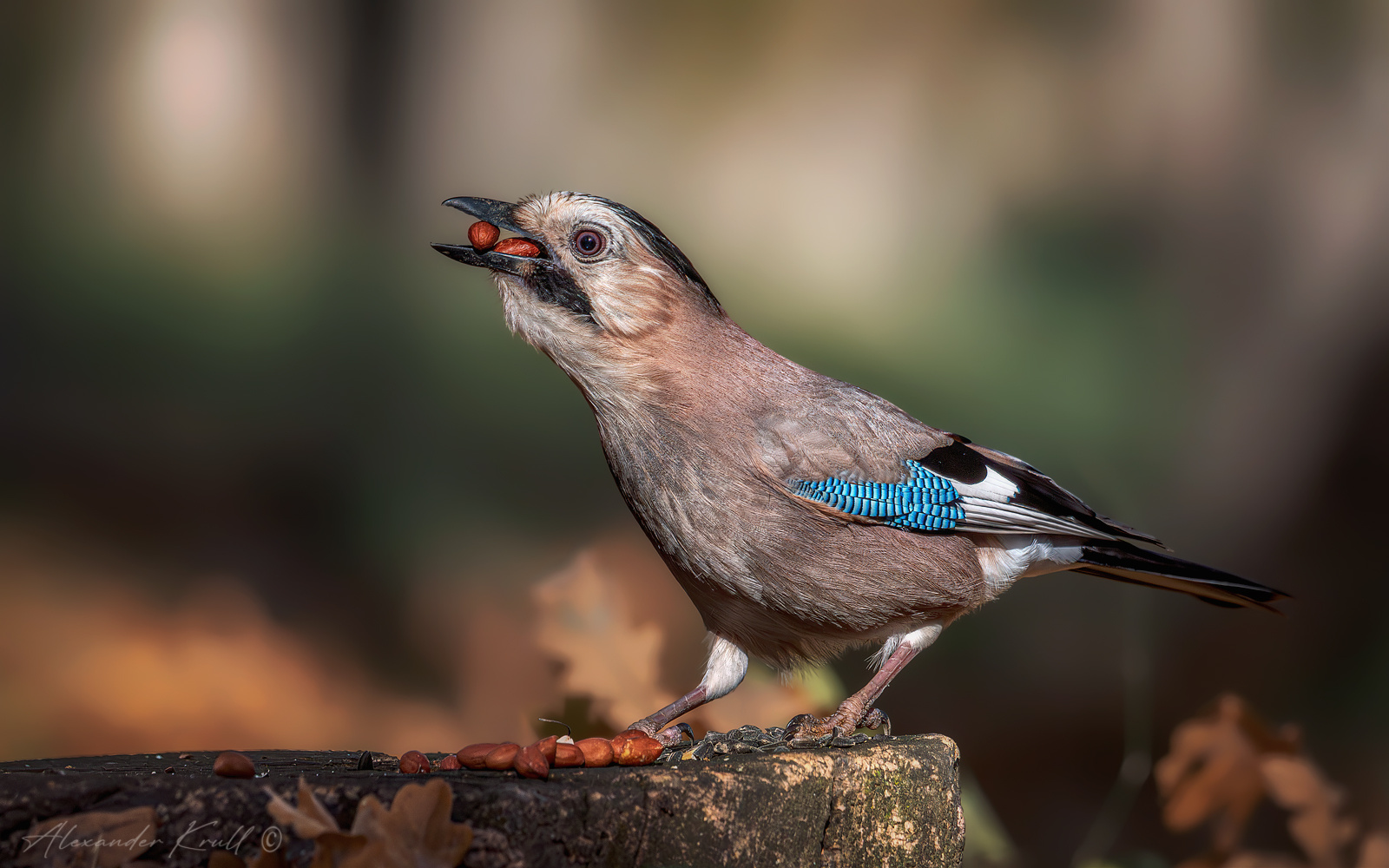 Запасливая сойка обыкновенная garrulus glandarius krynicki
