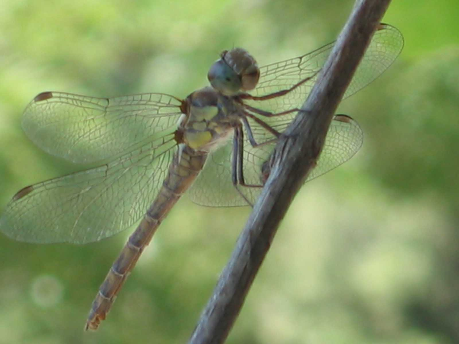 Dragonfly стрекоза веточка