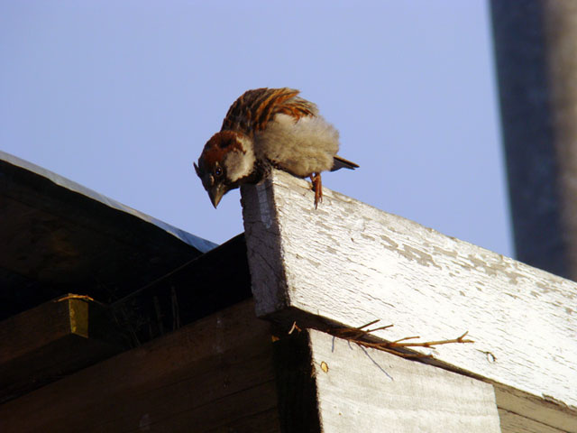 Воробей-отец на страже воробей домовый городской Passer domesticus