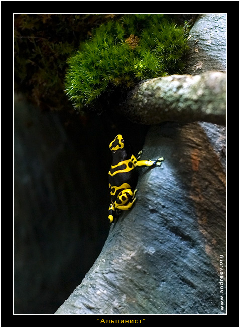 Альпинист ядовитая лягушка Yellow-banded Poison Dart Dendrobates leucomelas