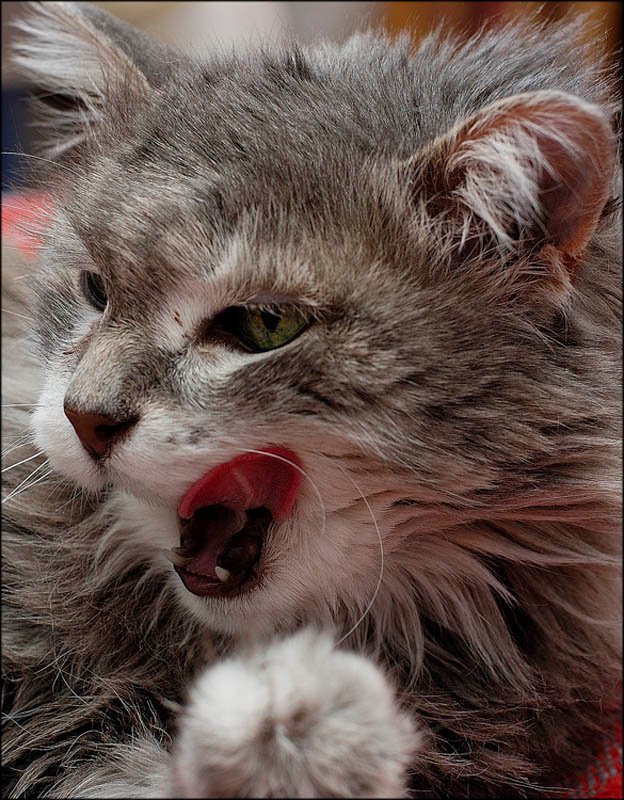 Сластёна Кошка, умывается