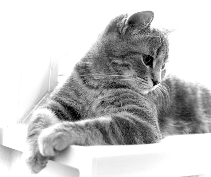 Котомодель Кот