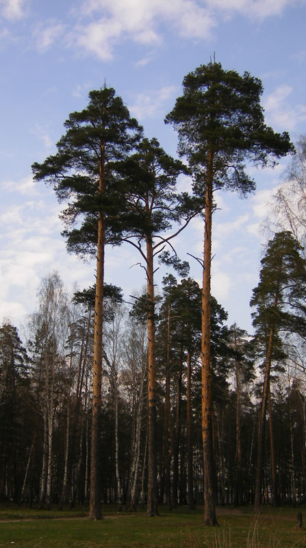 в трех соснах сосны