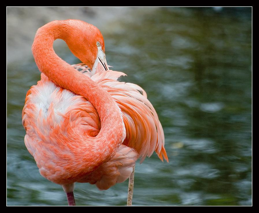 S flamingo